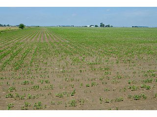 Property photo 147 - LAND AUCTION - 700+/- ACRES OFFERED IN 16 TRACTS IN ALLEN COUNTY, INDIANA